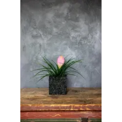 Donica Kamienna z Marmuru Marbi - Creamy | 15x15x15 cm, ręcznie robiona