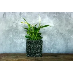 Czarna i zielona donica kamienna 15x15x15 cm Marbi - Black & Green | Styl, trwałość i luksus