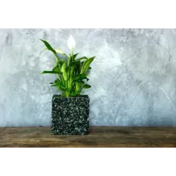 Czarna i zielona donica kamienna 15x15x15 cm Marbi - Black & Green | Styl, trwałość i luksus