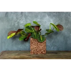 Brązowa donica kamienna 15x15x15 cm Marbi - Bronze | Elegancja na lata