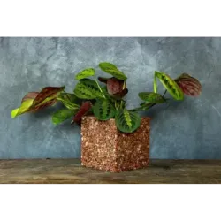 Brązowa donica kamienna 15x15x15 cm Marbi - Bronze | Elegancja na lata
