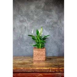 Miedziana donica kamienna 15x15x15 cm Marbi - Copper | Unikalny design i elegancja