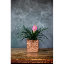 Miedziana donica kamienna 15x15x15 cm Marbi - Copper | Unikalny design i elegancja