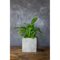 Donica betonowa kwadratowa szara 15x15x15 cm – Dodo Square Grey | Ręcznie wykonana