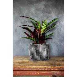 Designerska donica betonowa 26x26x20 cm Lindas - Silver S | Unikalny styl i trwałość