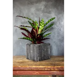 Designerska donica betonowa 26x26x20 cm Lindas - Silver S | Unikalny styl i trwałość