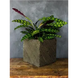 Złota donica ozdobna 30x30x30 cm Meggi - Gold | Nowoczesny design i elegancja