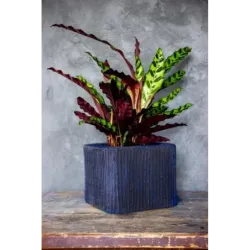 Niebieska donica designerska 26x26x20 cm Lindas - Blue | Stylowy akcent do wnętrz i tarasów