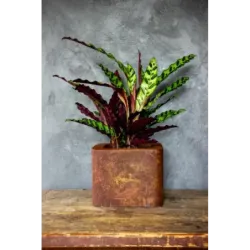 Loftowa donica 25x25x21 cm Kortes - Rust S | Surowy design i wyjątkowy styl