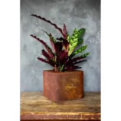 Loftowa donica 25x25x21 cm Kortes - Rust S | Surowy design i wyjątkowy styl