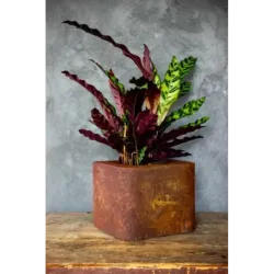 Loftowa donica 25x25x21 cm Kortes - Rust S | Surowy design i wyjątkowy styl