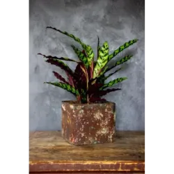 Industrialna donica betonowa 25x25x21 cm Kortes - Flesh S | Unikalny design i elegancja