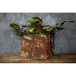 Industrialna donica betonowa 25x25x21 cm Kortes - Flesh S | Unikalny design i elegancja