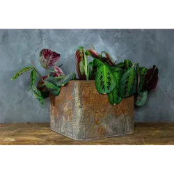 Donica cortenowa z ornamentem 25x25x21 cm – dekoracyjna donica w stylu loft