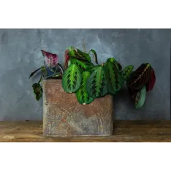 Donica cortenowa z ornamentem 25x25x21 cm – dekoracyjna donica w stylu loft