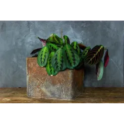 Donica cortenowa z ornamentem 25x25x21 cm – dekoracyjna donica w stylu loft