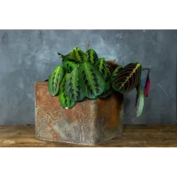 Donica cortenowa z ornamentem 25x25x21 cm – dekoracyjna donica w stylu loft