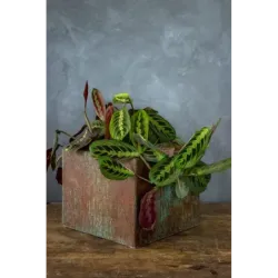Oryginalna osłonka na doniczkę 25x25x21 cm – ręcznie robiona