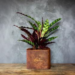 Loftowa donica 25x25x21 cm Kortes - Rust S | Surowy design i wyjątkowy styl