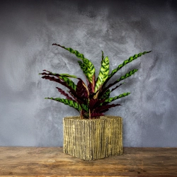 Złota donica designerska 26x26x20 cm Lindas - Gold S | Nowoczesny styl i elegancja