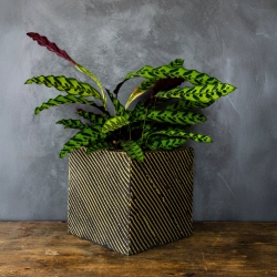 Złota donica ozdobna 30x30x30 cm Meggi - Gold | Nowoczesny design i elegancja