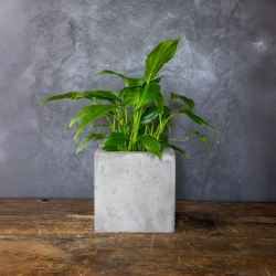 Donica betonowa kwadratowa szara 15x15x15 cm – Dodo Square Grey | Ręcznie wykonana