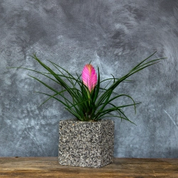 Dekoracyjna donica z kamienia Marbi - Gray 1 | 15x15x15 cm, ręcznie robiona marmurowa