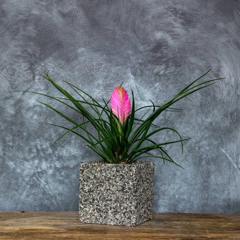 Dekoracyjna donica z kamienia Marbi - Gray 1 | 15x15x15 cm, ręcznie robiona marmurowa