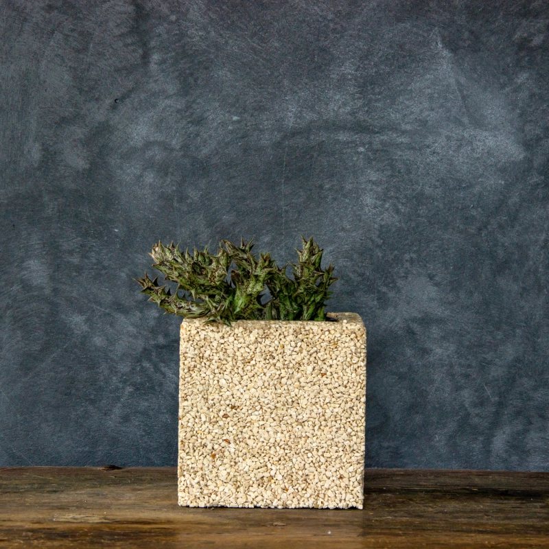 Donica Kamienna z Marmuru Marbi - Creamy | 15x15x15 cm, ręcznie robiona