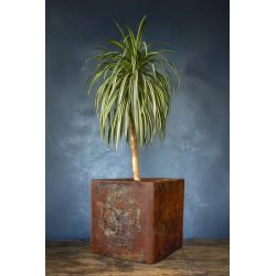 Donica loft z czaszką 30×30×30 cm – Ferro Farfalla L | Art Con Design