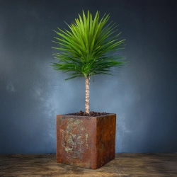 Osłonka na doniczkę z czaszką w stylu rustykalnym, efekt kortenu z turkusową patyną, ręcznie wykonana.