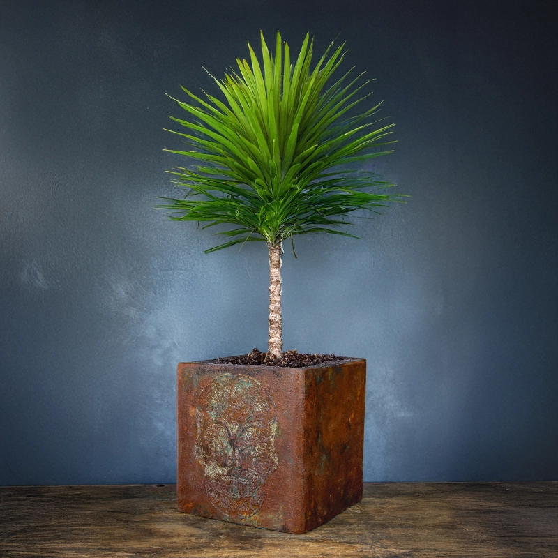 Osłonka na doniczkę z czaszką w stylu rustykalnym, efekt kortenu z turkusową patyną, ręcznie wykonana.