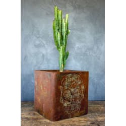 Donica loft z czaszką 30×30×30 cm – Ferro Farfalla L | Art Con Design