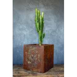 Donica loft z czaszką 30×30×30 cm – Ferro Farfalla L | Art Con Design