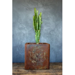 Donica loft z czaszką 30×30×30 cm – Ferro Farfalla L | Art Con Design