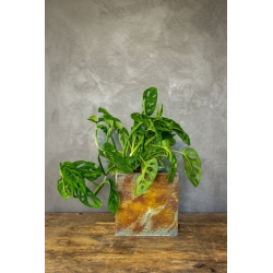 Kwadratowa doniczka loft 20×20×21 cm – Ferro Puro S | Art Con Design