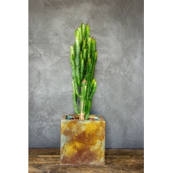 Kwadratowa doniczka loft 20×20×21 cm – Ferro Puro S | Art Con Design