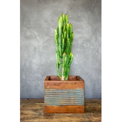 Osłonka na doniczkę loft 25 x 25 x 21 cm – kwadratowa, ręcznie malowana, efekt kortenu z turkusowymi pasami