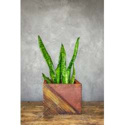 Osłonka na doniczkę z geometrycznym wzorem 25 × 25 × 21 cm – rustykalna, ręcznie malowana, efekt kortenu