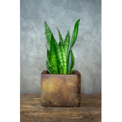 Donica loft efekt kortenu 25×25×21 cm – Ferro Puro M | Art Con Design