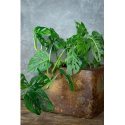 Donica loft efekt kortenu 25×25×21 cm – Ferro Puro M | Art Con Design