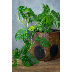 Osłonka na doniczkę z motywem planet 25 × 25 × 21 cm – industrialny efekt kortenu, ręcznie wykonana dekoracja