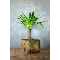 Osłonka na doniczkę z okrągłym motywem 25 × 25 × 21 cm – rustykalna, ręcznie malowana, efekt kortenu