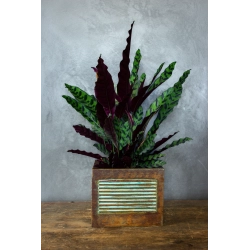 Osłonka na doniczkę z liniowym wzorem 3D 25 × 25 × 21 cm – rustykalna, ręcznie malowana, efekt kortenu