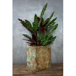 Donica loft z motywem czaszki 25×25×30 cm – Ferro Farfalla Gold LHR | Art Con Design