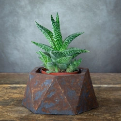 Geometriczna osłonka z betonu portlandzkiego, efekt kortenu, nowoczesna donica do wnętrz.