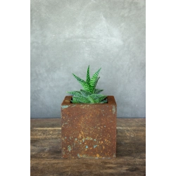 Betonowa donica 15×15×15 cm – efekt rdzy i turkusowej patyny