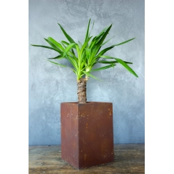 Donica industrialna z rdzawym wykończeniem 21 x 21 x 30 cm – odporna na UV i wodę, ręcznie wykonana