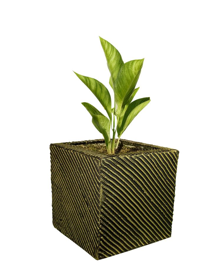  width=
